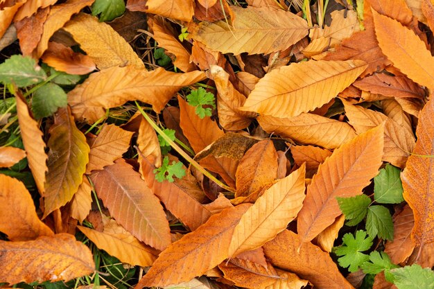 Beautiful Colorful Autumn Leaves