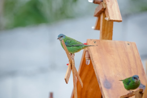 自然の美しい色とりどりの鳥が、さまざまな種類の果物を食べています。