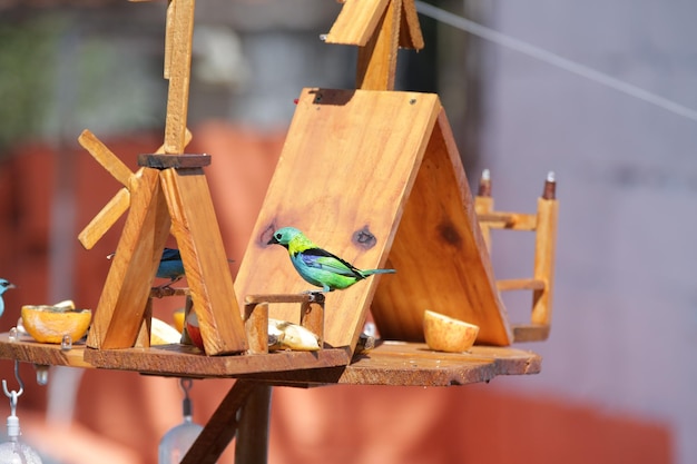 Bellissimi uccelli colorati in natura che si nutrono di vari tipi di frutta.