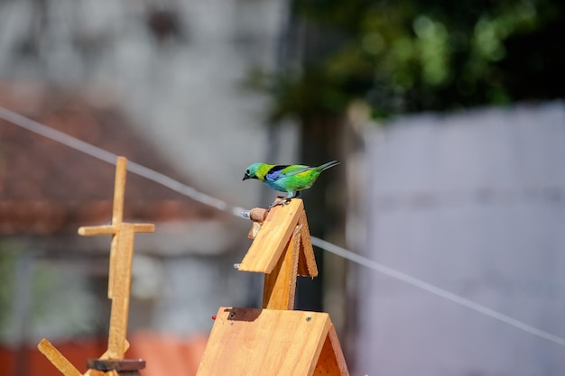 自然の美しい色とりどりの鳥が、さまざまな種類の果物を食べています。