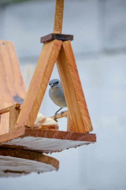 自然の美しい色とりどりの鳥が、さまざまな種類の果物を食べています。