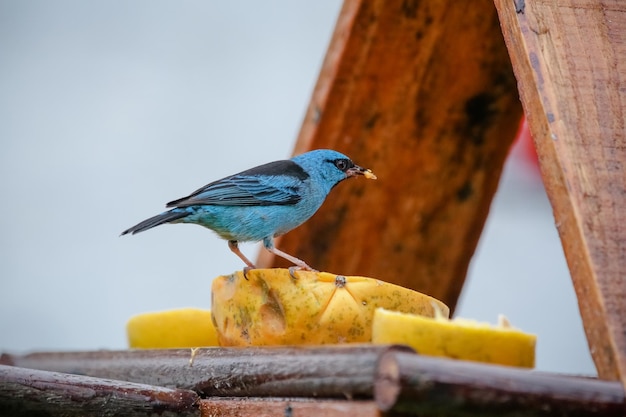 自然の美しい色とりどりの鳥が、さまざまな種類の果物を食べています。