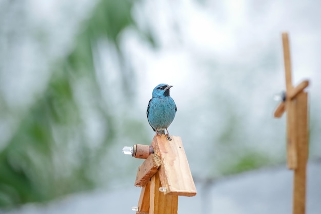 自然の美しい色とりどりの鳥が、さまざまな種類の果物を食べています。