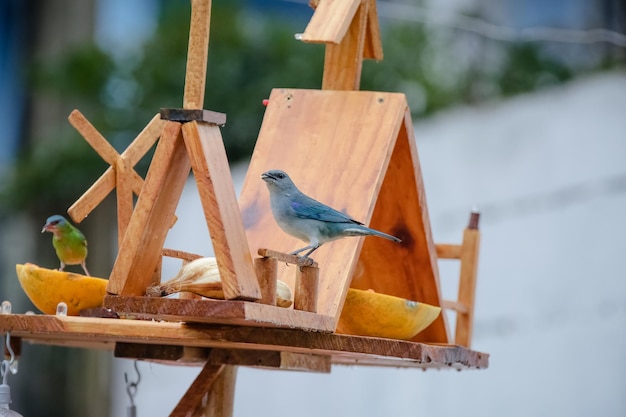 Bellissimi uccelli colorati in natura che si nutrono di vari tipi di frutta.