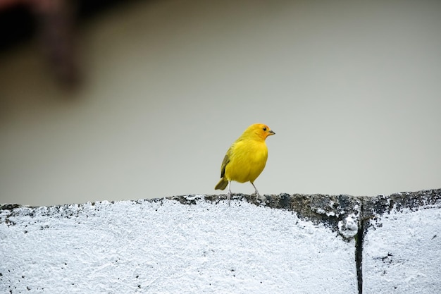 自然の美しい色とりどりの鳥が、さまざまな種類の果物を食べています。