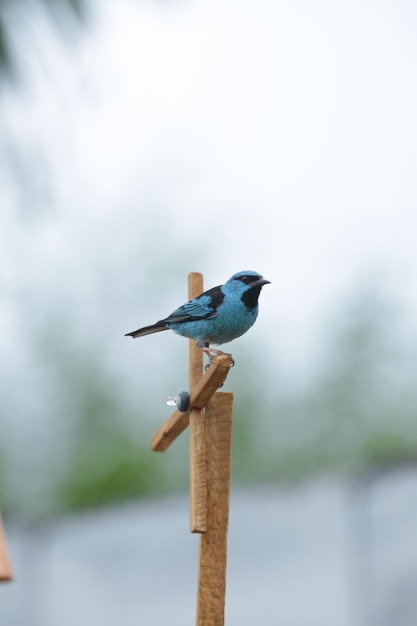 Beautiful colorful birds in nature feeding on various kinds of fruits.