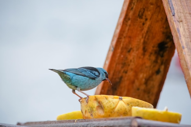Bellissimi uccelli colorati in natura che si nutrono di vari tipi di frutta.