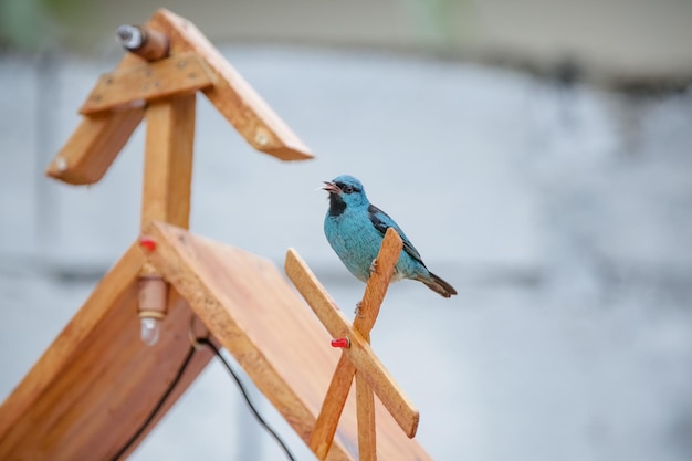 Bellissimi uccelli colorati in natura che si nutrono di vari tipi di frutta.