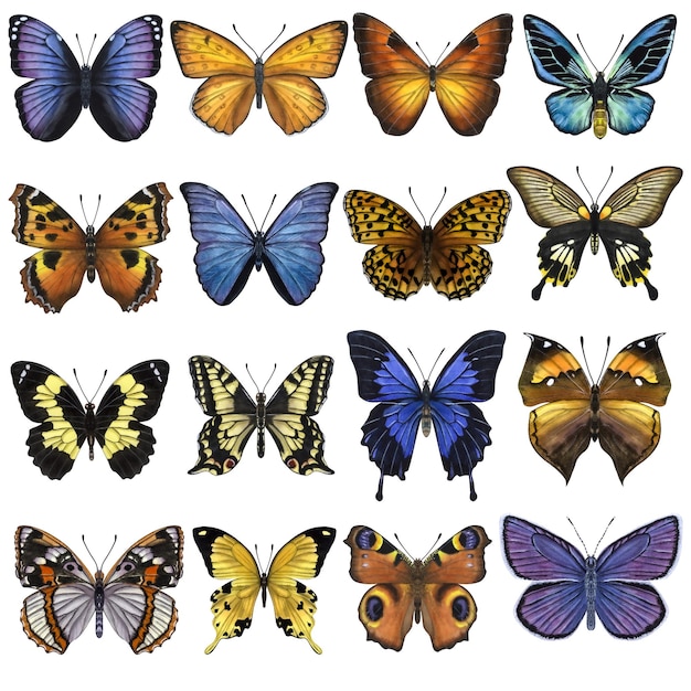 Beautiful colorful butterflies Handdrawn watercolor illustration isolated on white background