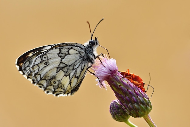 写真 自然の中で花の上に座っている美しいカラフルな蝶牧草地の外の太陽と夏の日カラフルな自然の背景昆虫melanargiagalathea