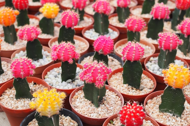 植木鉢の中の美しいカラフルなサボテン植物