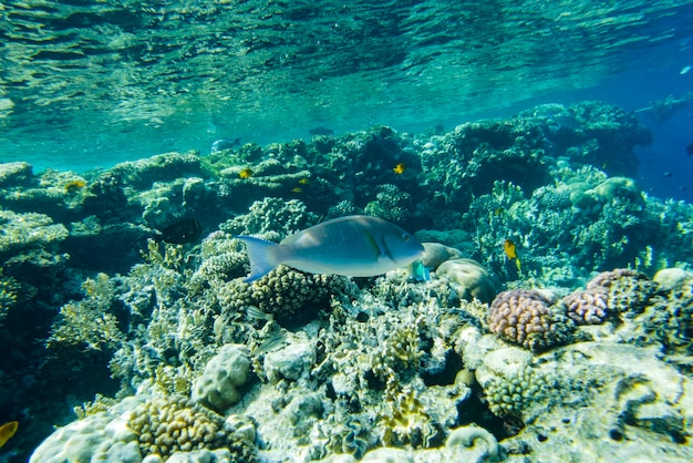 Beautiful colorful coral reef in the red sea