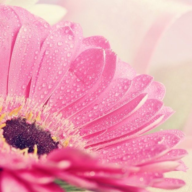 Beautiful colorful daisy flowers.Gerbera. Spring background - garden.