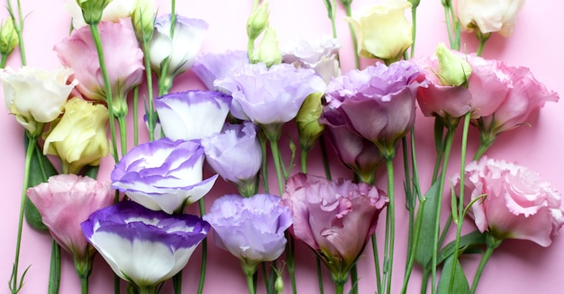 Photo beautiful colorful eustoma flowers (lisianthus) in full bloom with buds leaves. bouquet of flowers on pink  background.