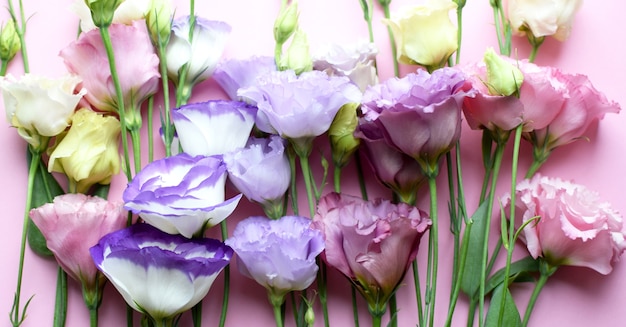 Beautiful colorful eustoma flowers (lisianthus) in full bloom
with buds leaves. bouquet of flowers on pink background.