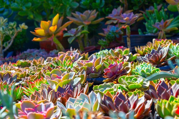 Beautiful colorful  field of cacti flowers on the sunny day