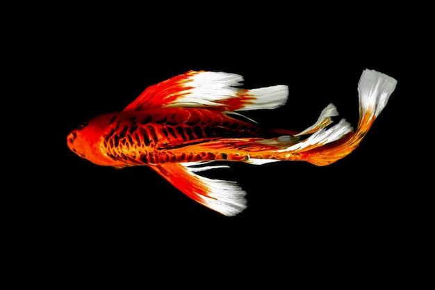 Beautiful colorful fish isolated on black background