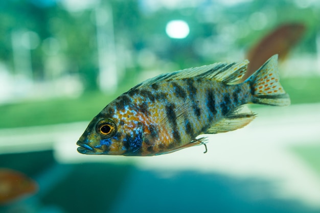 美しい色とりどりの魚が水族館環境で泳ぐ