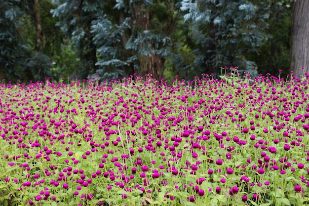 いろいろな花がく美しい色鮮やかな花園