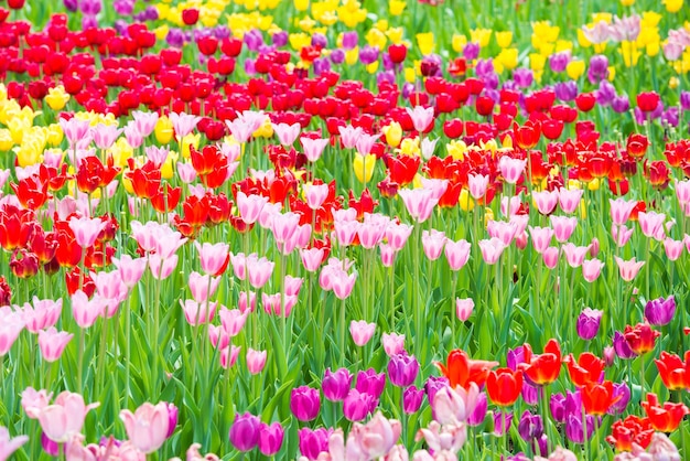 Beautiful colorful flowerbed of tulips in the park