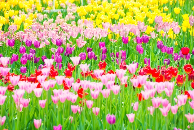 Beautiful colorful flowerbed of tulips in the park