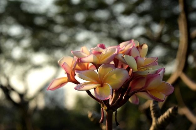 Beautiful colorful flowers are blooming.