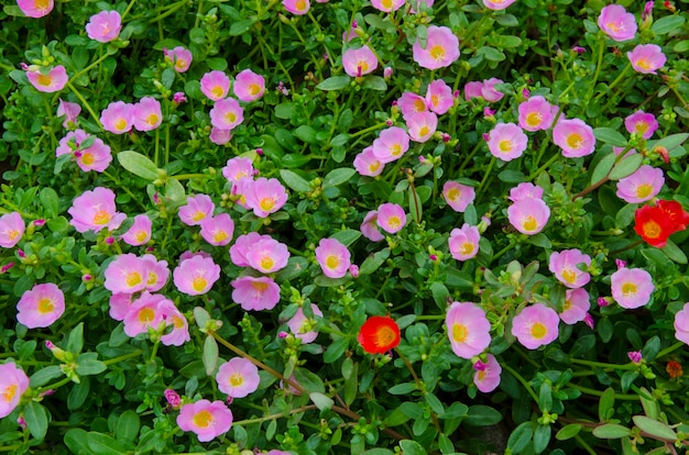 Beautiful colorful flowers in the garden.