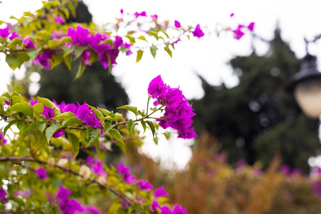 自然の中で美しい色とりどりの花