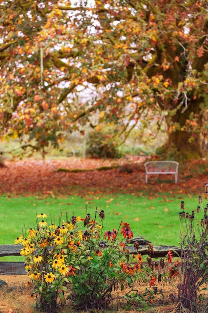 Beautiful colorful flowers and  trees in autumn park