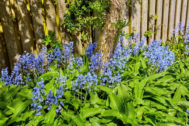 春の日の自然の中で美しいカラフルで新鮮な花が柵の近くにあります緑の草の木と植物のある庭にブルーベルの花が植えられています自然の中でリラックスした日