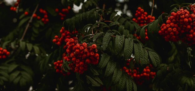 beautiful colorful green plant