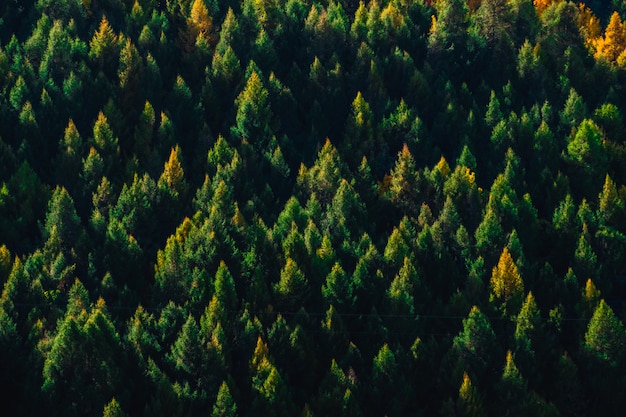 Beautiful colorful green yellow orange and red autumn trees forest on the hill.