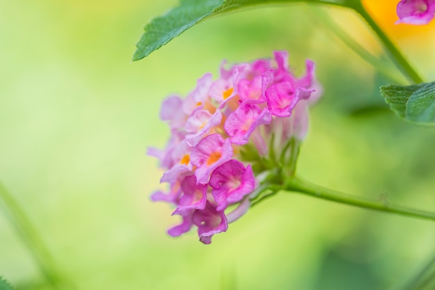 美しいカラフルな生垣の花、しだれランタナ、ランタナcamaraリン