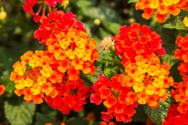 美しいカラフルな生垣の花、しだれランタナ