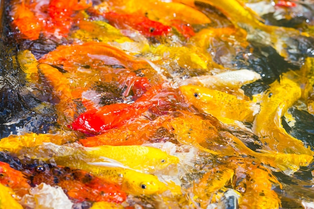 Beautiful colorful Koi Fish swimming in the pond