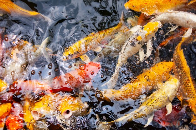 Beautiful colorful koi fish.