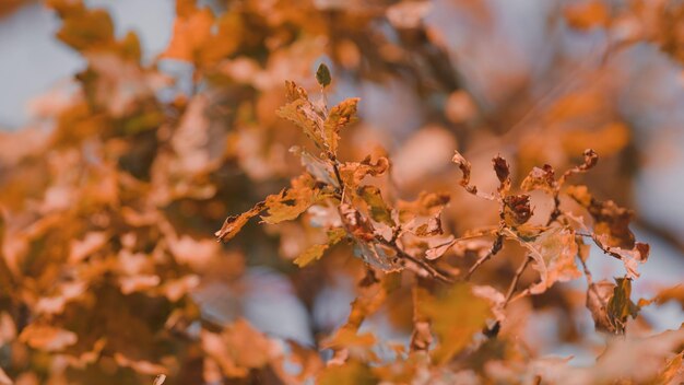 가을의 숲에서 아름다운 다채로운 잎 가을의 계절 오크 나무와 떨어지는 잎자루