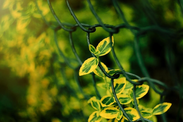 Beautiful colorful leaves on metal fence in sunlight in botanical garden