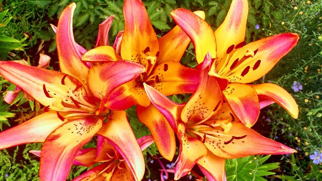 Beautiful colorful lily flowers