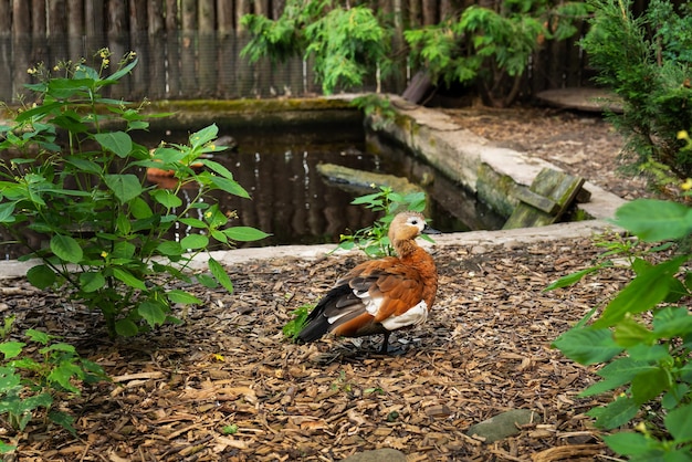 Красивая красочная утка-мандарин гуляет возле искусственного пруда в зоопарке