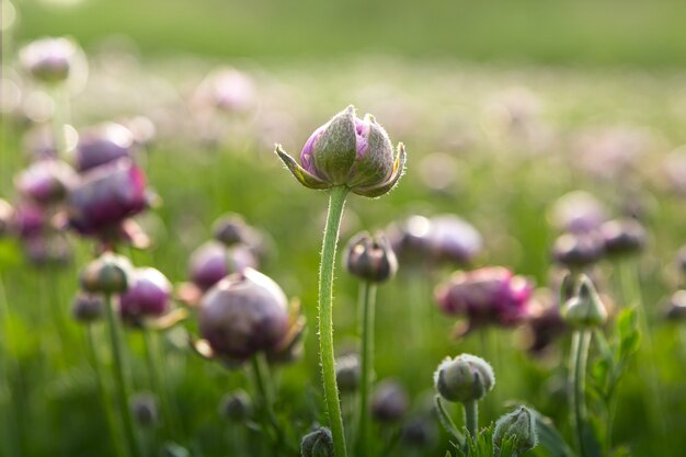 Beautiful colorful meadow of purple Ranunculus