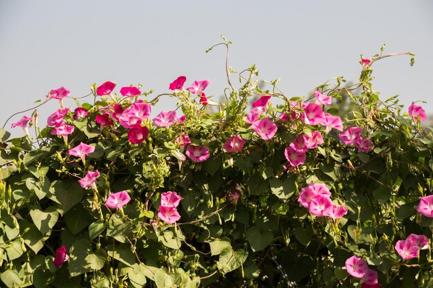 Beautiful colorful natural spring flowers as a nature background