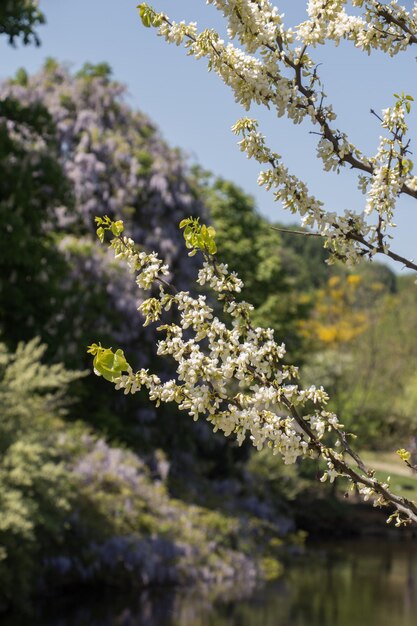 자연 배경으로 아름다운 다채로운 천연 봄 꽃