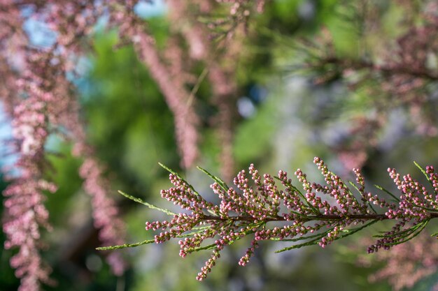 Beautiful colorful natural spring flowers in view