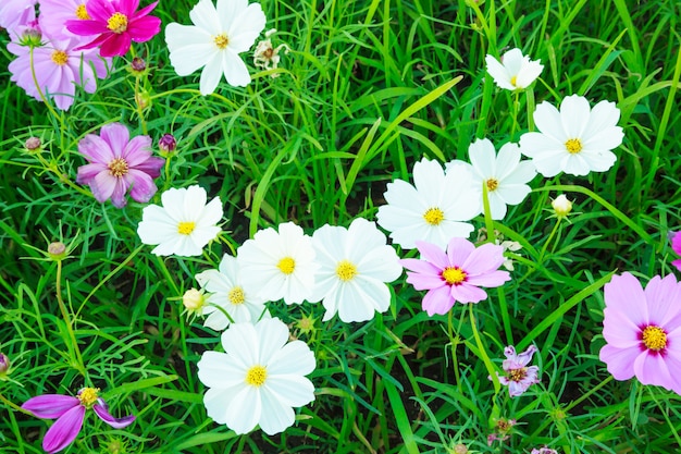 Beautiful and colorful natural summer cosmos wild flowers on green grass field backdrop ba