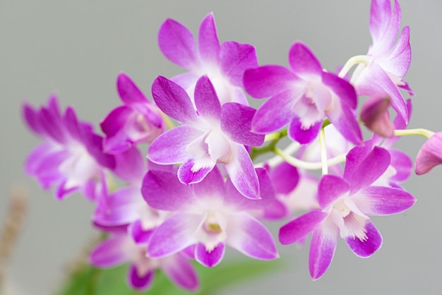 Bellissime orchidee colorate. colore rosa e bianco.