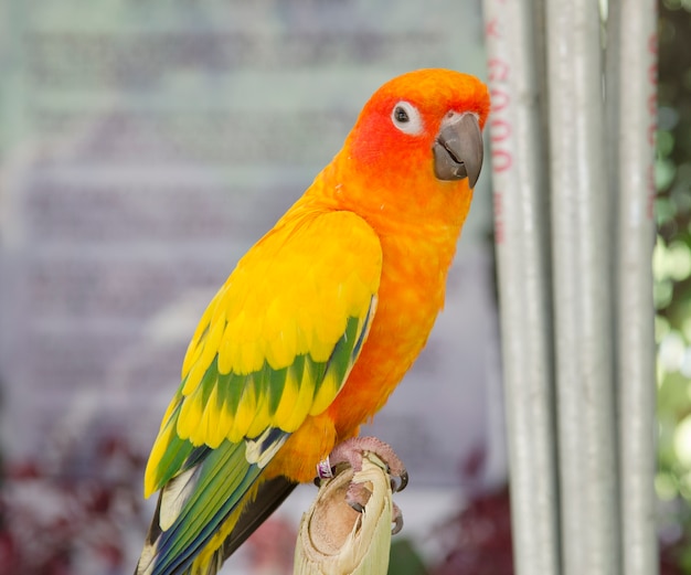 beautiful of colorful parrot bird