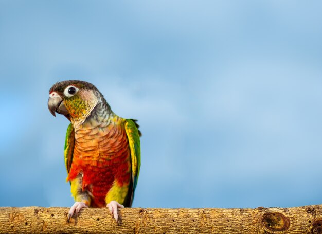 beautiful Colorful parrot sitting