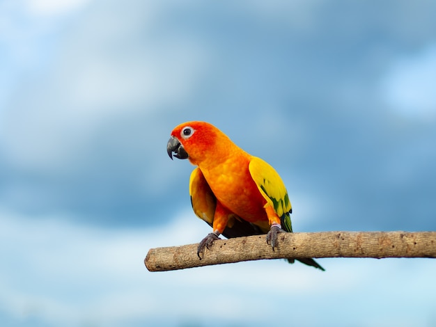 красивый Красочный попугай сидит