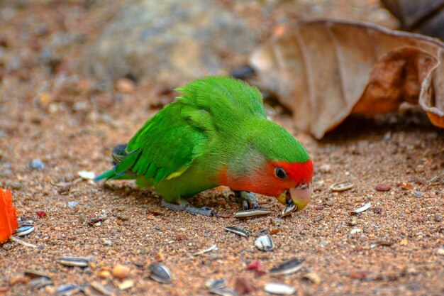 Beautiful colorful parrot